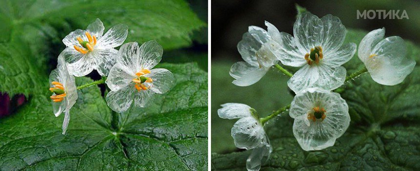 transparent-skeleton-flowers-in-rain-diphylleia-grayi-20