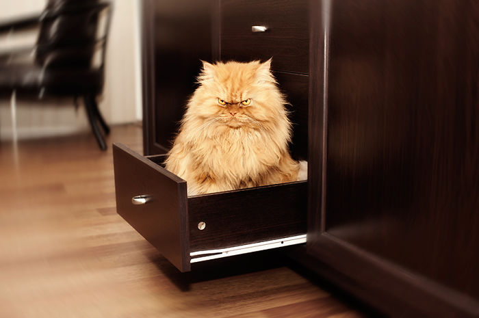 garfi-evil-grumpy-persian-cat-18__700