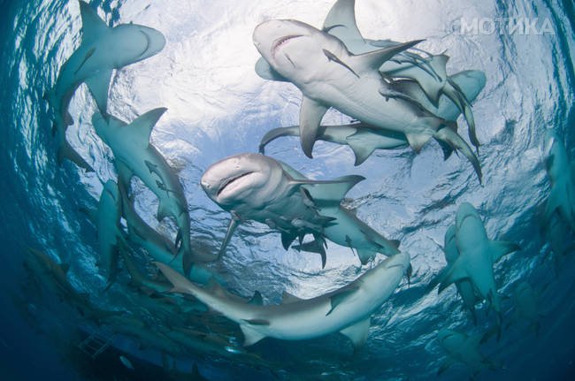 Circling sharks