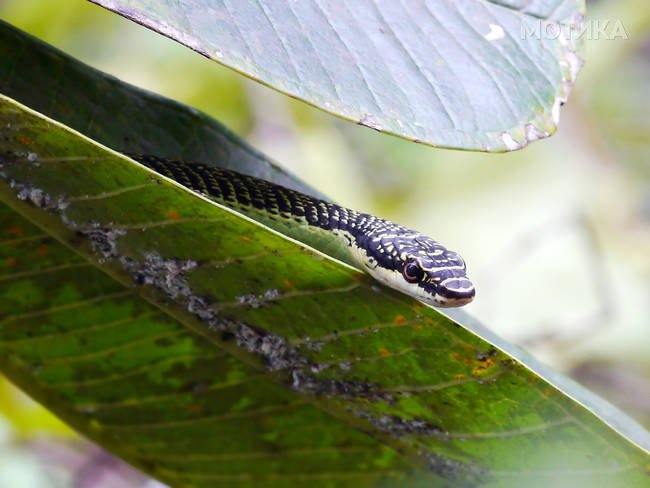 Golden tree snake .