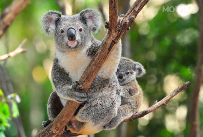 australian koala bear with baby/joey in eucalyptus tree