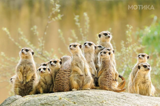 Suricate or meerkat (Suricata suricatta) family