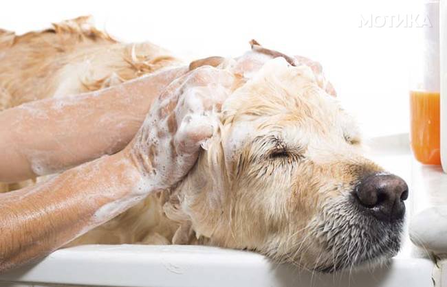 Bathroom to a dog