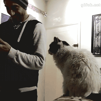 gif (3)