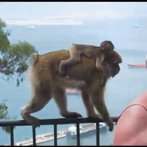 gif (13)