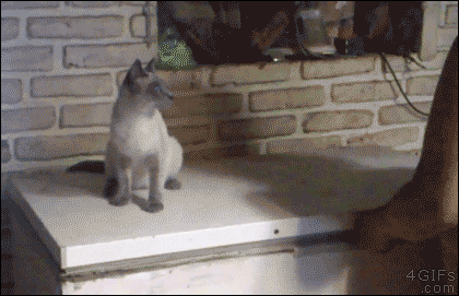gif (7)