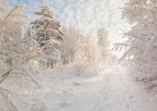 зимний заснеженный лес. Зимний пейзаж