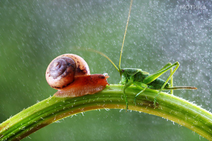 macro-photography-vadim-trunov-15__880