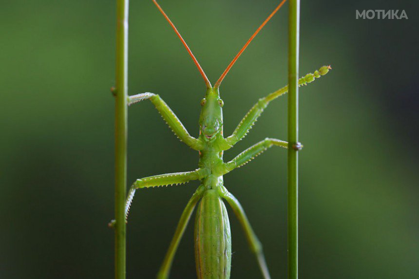 macro-photography-vadim-trunov-17__880