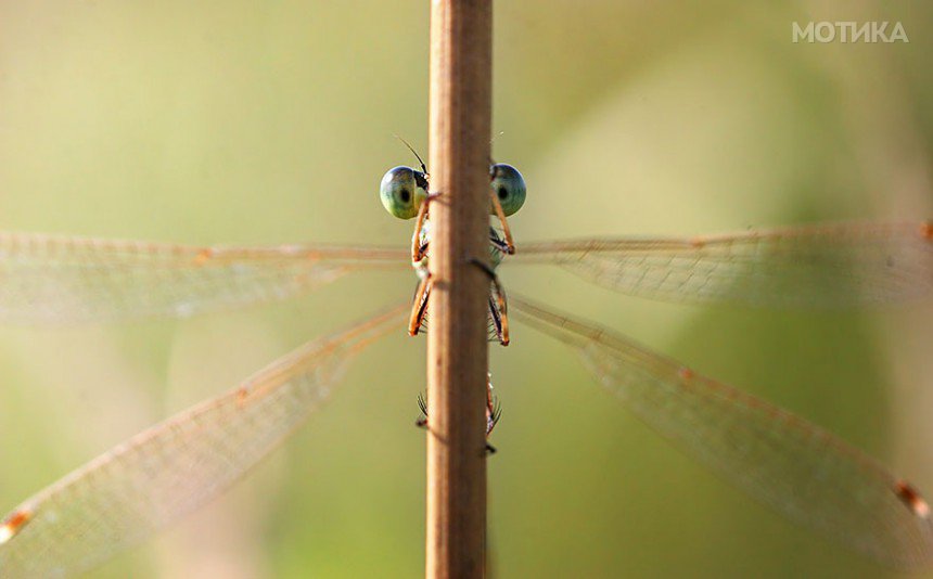 macro-photography-vadim-trunov-27