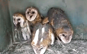 gif (11)