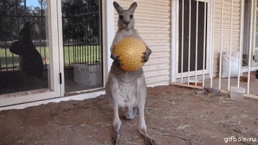 gif (13)