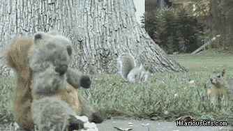 gif (15)