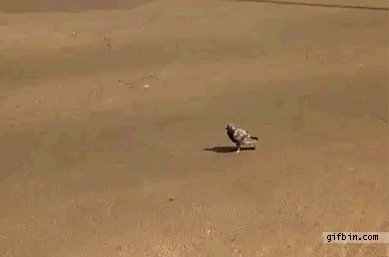 gif (25)
