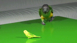 gif (8)