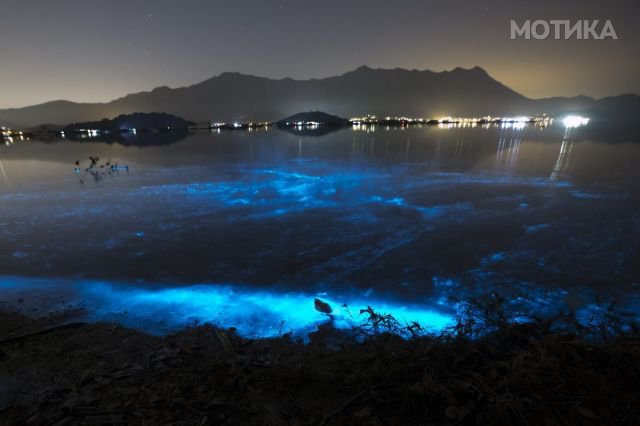 Glow-in-the-dark blue waves caused by the phenomenon known as harmful algal bloom or "red tide", are seen at night near Sam Mun Tsai beach in Hong Kong