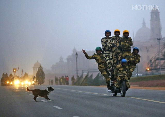 A stray dog chases India's BSF Daredevils motorcycle riders as they perform during a rehearsal for the Republic Day parade on a winter morning in New Delhi