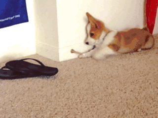gif (28)
