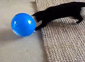 gif (7)
