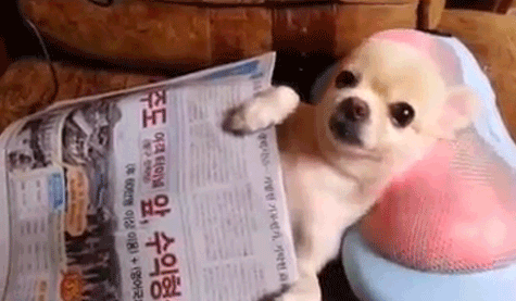gif (9)