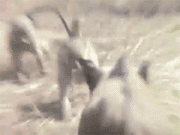 gif (12)