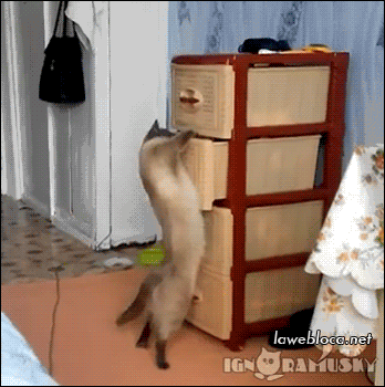 gif (13)