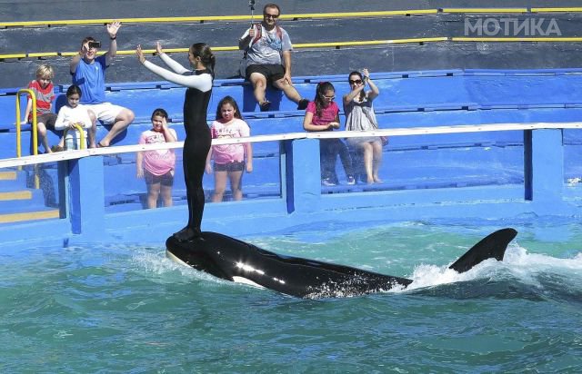 Lolita the Killer Whale and a trainer perform during a show at the Miami Seaquarium