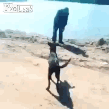 gif (10)