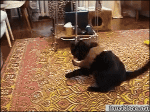 gif (13)