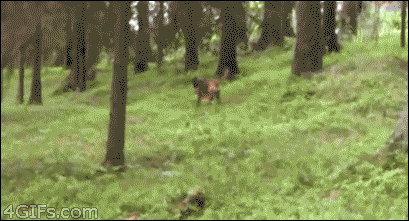 gif (14)