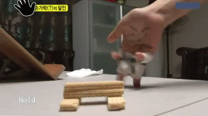gif (20)