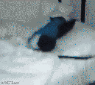 gif (8)