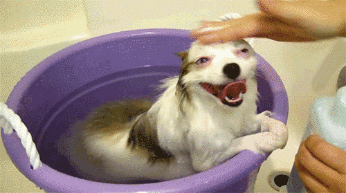 gif (9)
