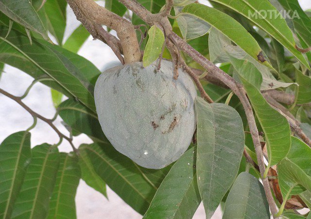 soursop-238164_640