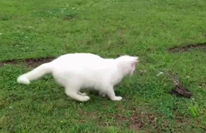 gif (23)