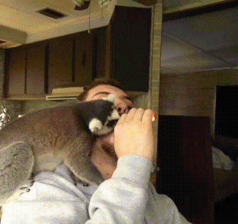 gif (4)