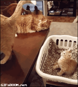 gif (11)
