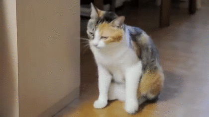 gif (23)