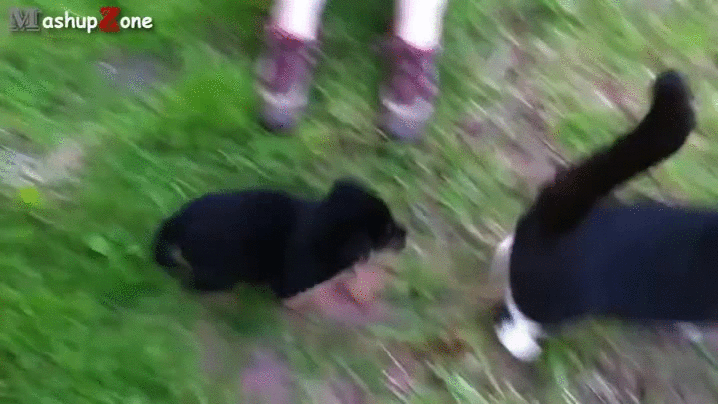 gif (27)