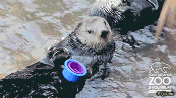 gif (28)