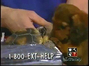 gif (1)