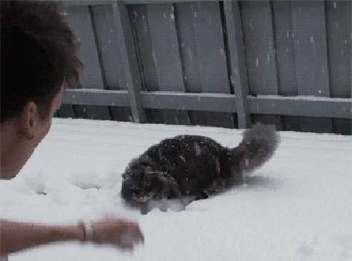 gif (9)