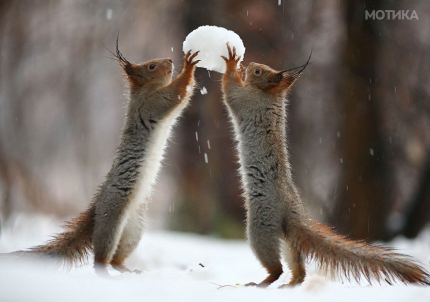 squirrel-photography-russia-vadim-trunov-1