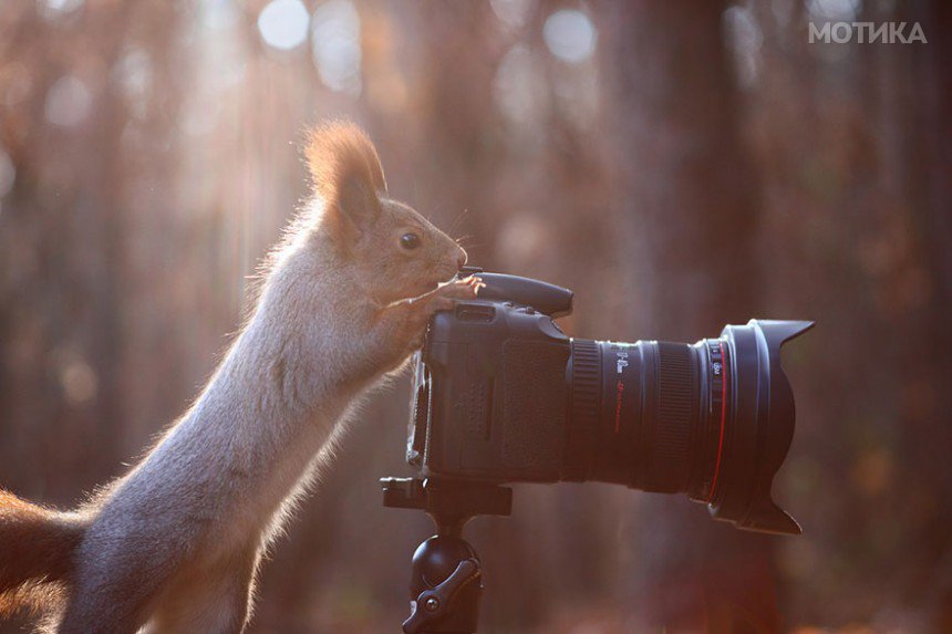 squirrel-photography-russia-vadim-trunov-12