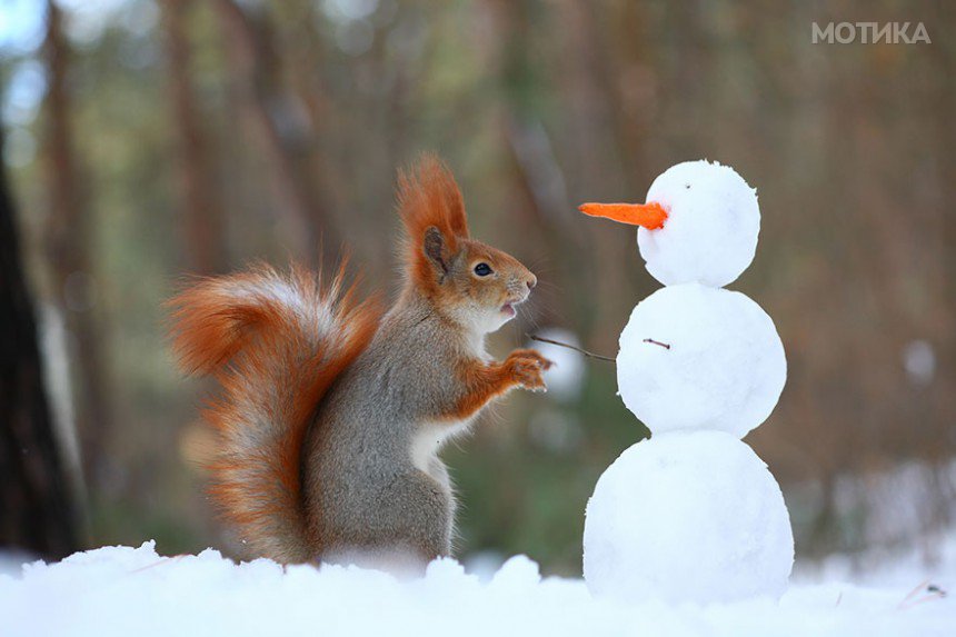 squirrel-photography-russia-vadim-trunov-3