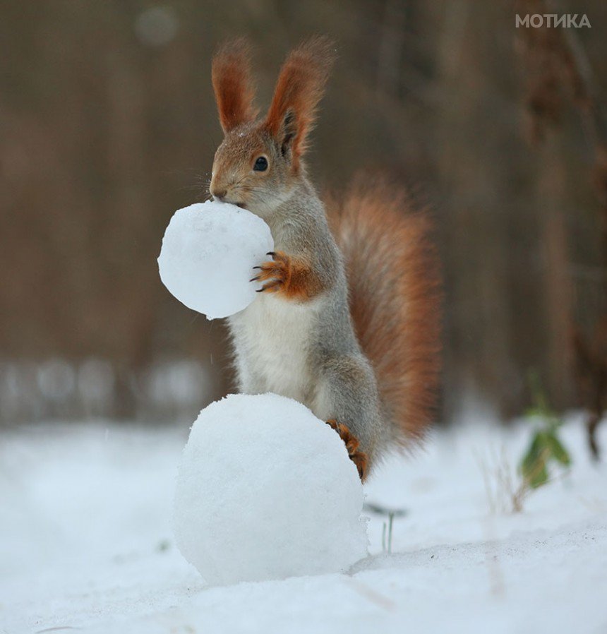 squirrel-photography-russia-vadim-trunov-4