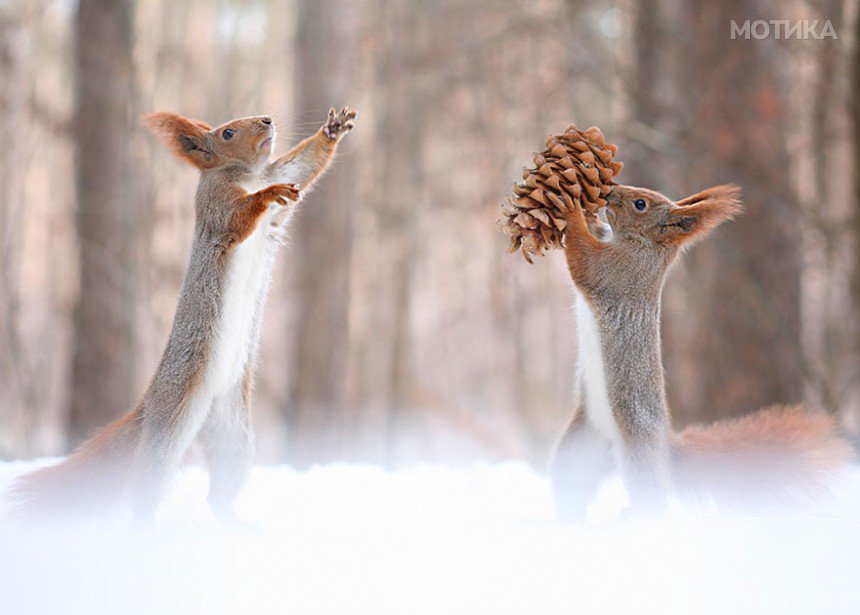 squirrel-photography-russia-vadim-trunov-9