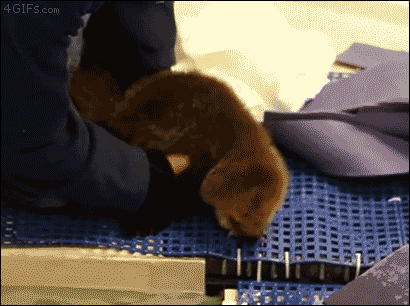 gif (1)