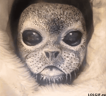 gif (12)