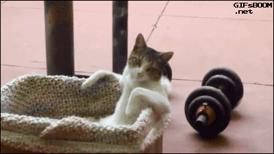 gif (9)